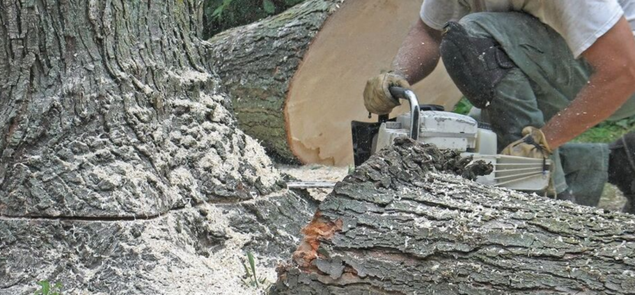 Abattage d'une arbre malade par un employé de Emondage Saint-Constant.