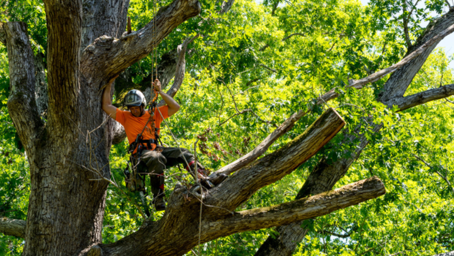 Émondeur de Emondage Saint-Constant travaille en hauteur dans un arbre.