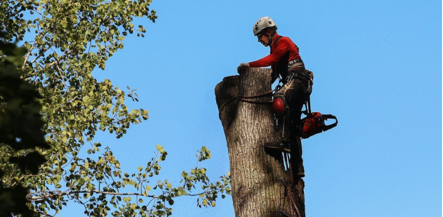 Arboriculturist of Emondage Saint-Constant is felling a tree. The Saint-Constant resident first obtained a felling permit from the City of Saint-Constant.