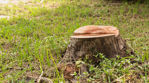 Stump in a Saint-Constant resident. The grubbing will be done by Emondage Saint-Constant.