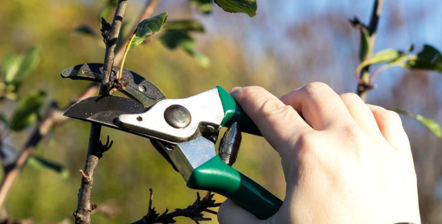 A pruner from Emondage Saint-Constant performs formation pruning on a fruit tree.